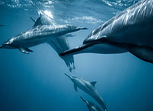 亚博官网：开启娱乐新纪元的数字入口